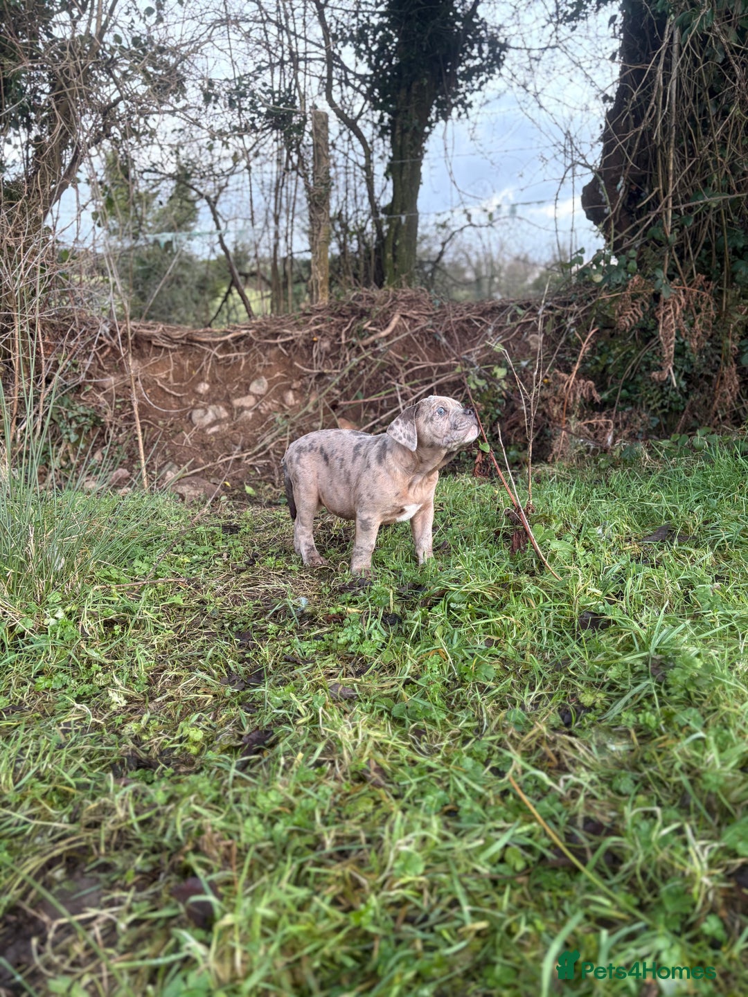 Olde English Bulldogge dogs for sale: 3 male puppy Olde English Bulldogges left - Advert 26
