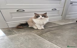 Ragdoll cats for sale: Ragdoll cat age 3 - Image 1