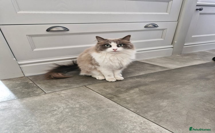 Ragdoll cats - Advert 10