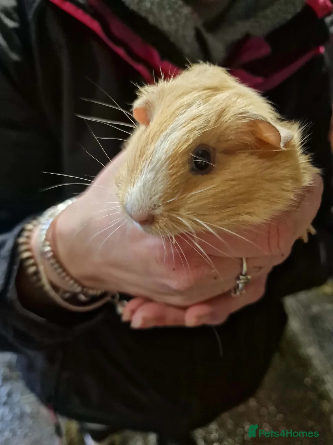 Guinea Pig rodents for sale: Guinea pigs needing homes Still Available  - Advert 2