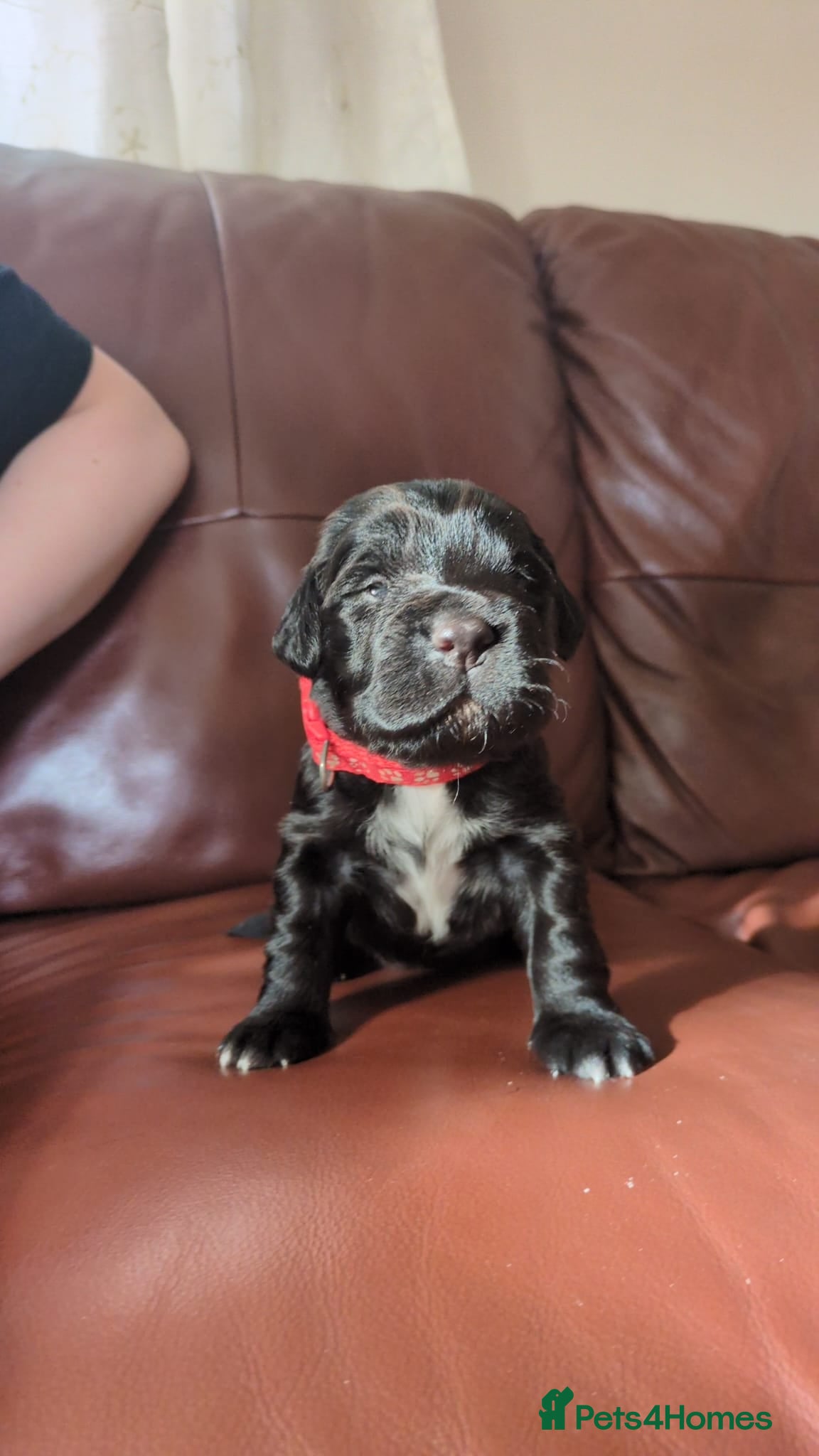 Sprocker dogs for sale: Sprocker puppies in Scunthorpe - Advert 17