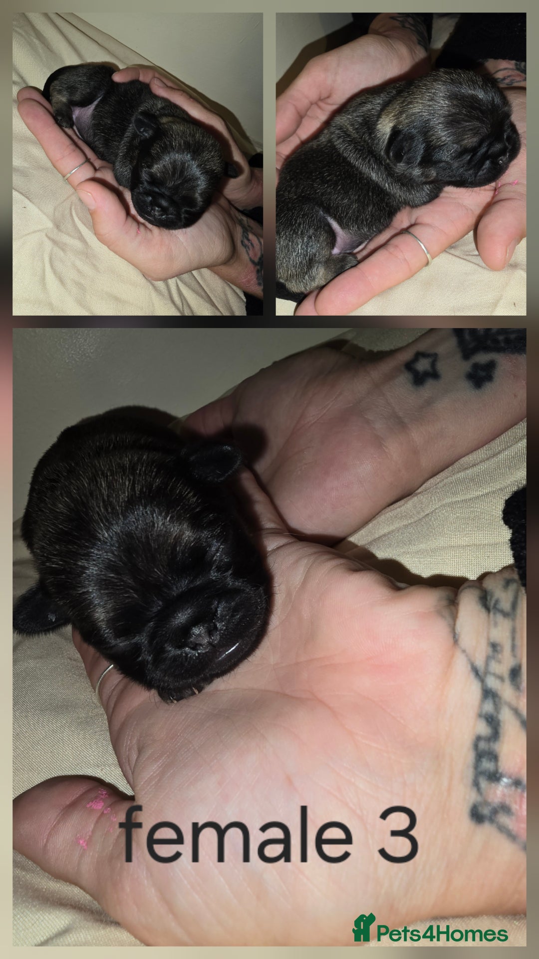 Pug dogs for sale: 6 beautiful pug puppies  - Image 10