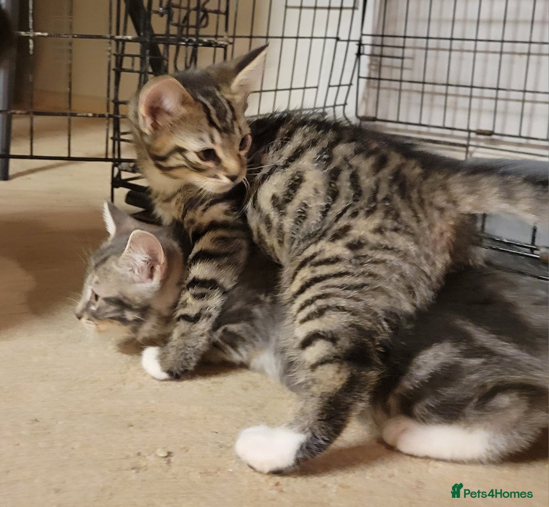 Mixed Breed cats for sale: 2 boys and 1 girl - Image 23