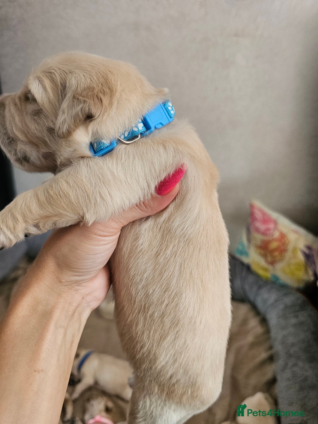 Golden Retriever dogs for sale: Lovely Golden Retriever puppies ❤️  - Image 20