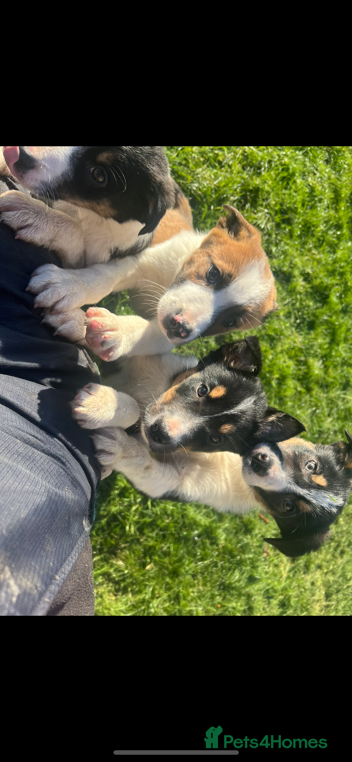 Border Collie dogs Ted! - Proven Working Border Collie Puppy! - Advert 14