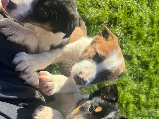 Border Collie dogs Ted! - Proven Working Border Collie Puppy! - Advert 6