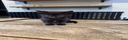 Mixed Breed cats for sale: ✨ Black kittens ✨ - Advert 5