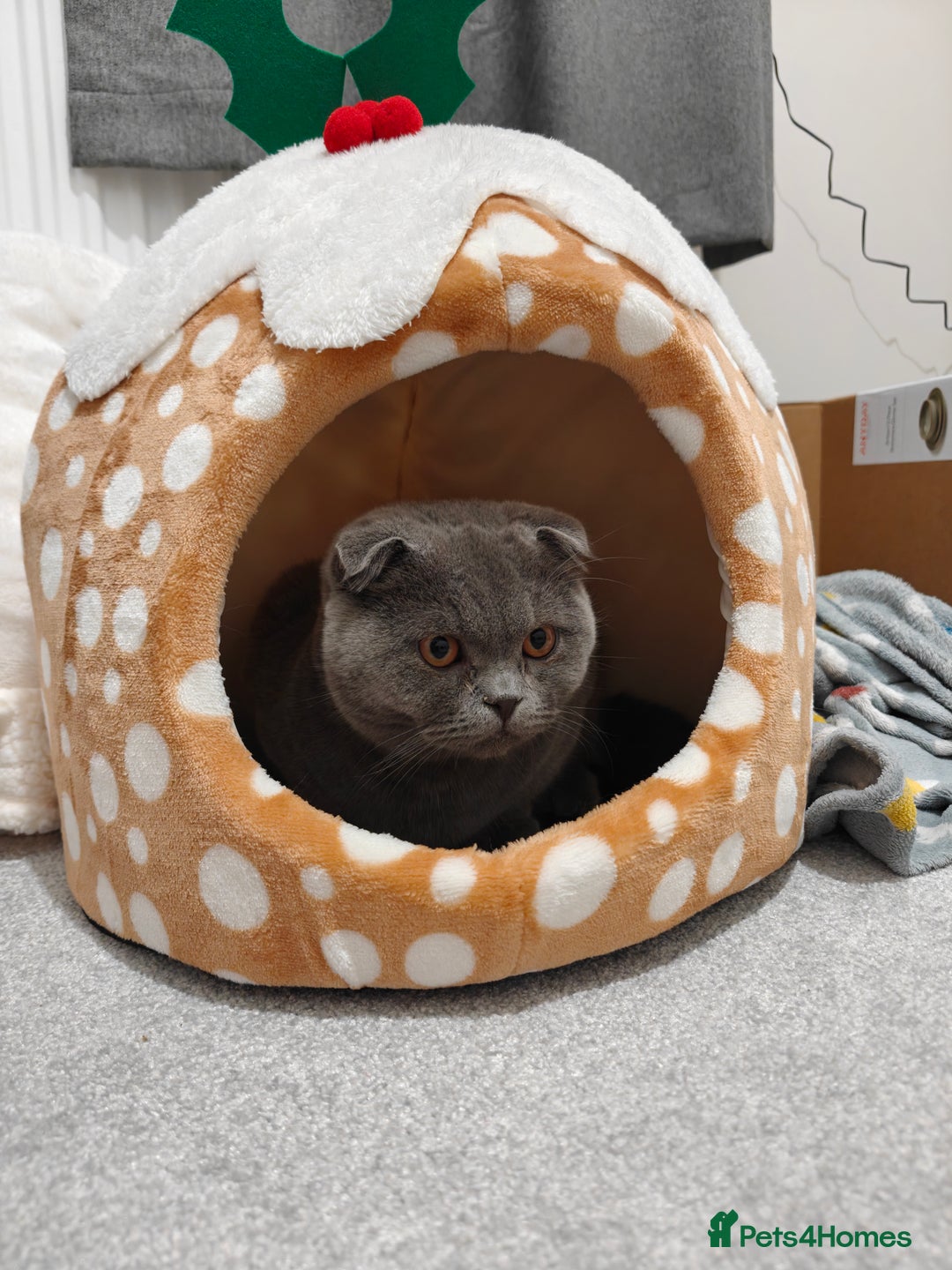 Scottish Fold cats for sale: Sweet Scottish Fold Boy - Advert 6