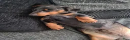 Miniature Dachshund dogs for stud: Miniature Dachshund stud in Bracknell - Advert 13