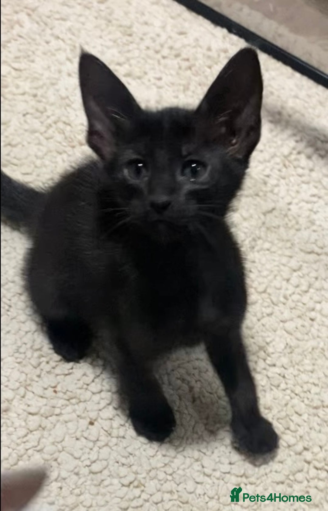 Oriental cats for sale: Oriental kittens  - Advert 19