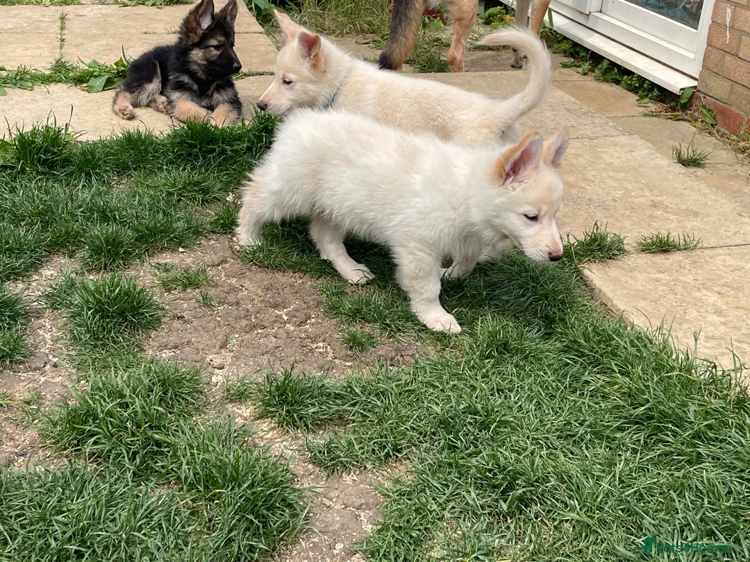 German Shepherd dogs for sale: READY TO GO - German Shepherd Puppies - Advert 1