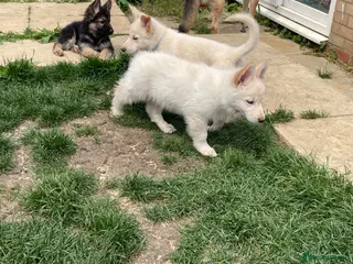 German Shepherd dogs READY NOW - German Shepherd Puppies - Advert 6