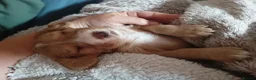 Cocker Spaniel dogs for sale: 5 beautiful cocker puppies - Advert 33