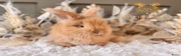 Angora rabbits for sale: Fully Vaccinated Angora Litter - Advert 7