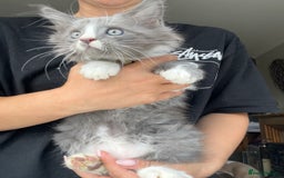 Maine Coon cats for sale: TICA registered Maine Coons, Ready end of August❤️ - Image 38