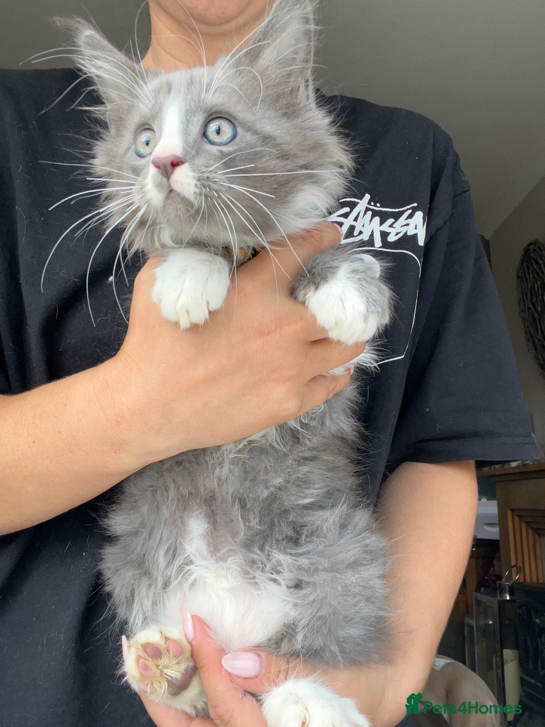Maine Coon cats for sale: TICA registered Maine Coons, Ready end of August❤️ - Image 38