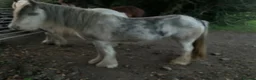 Irish Cob horses for sale: Blue and white Blagdon Filly - Advert 2