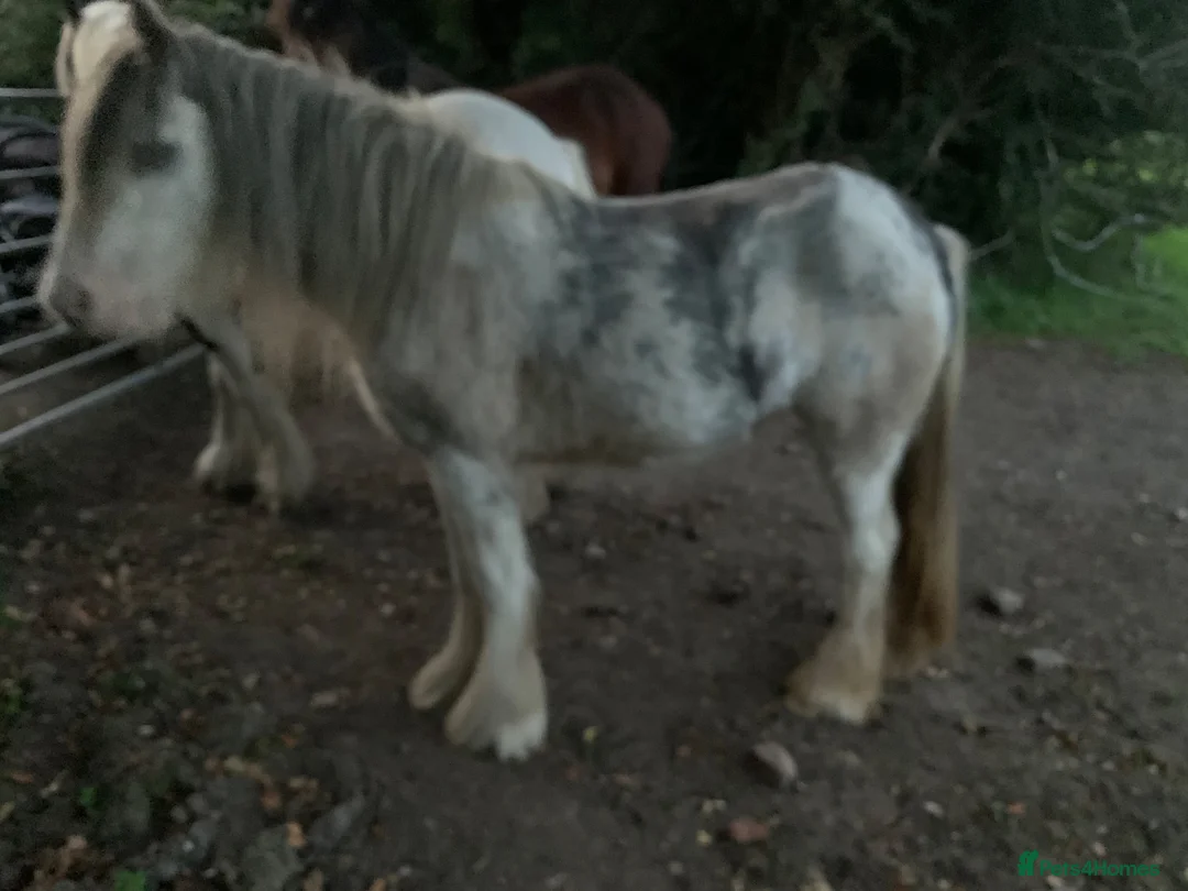 Irish Cob horses for sale: Blue and white Blagdon Filly - Advert 2