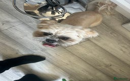 Shih Tzu dogs for sale: Shih tzu  - Image 2