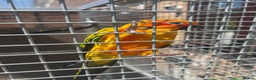 Conures birds for sale: Hand Reared Sun Conure  - Advert 3