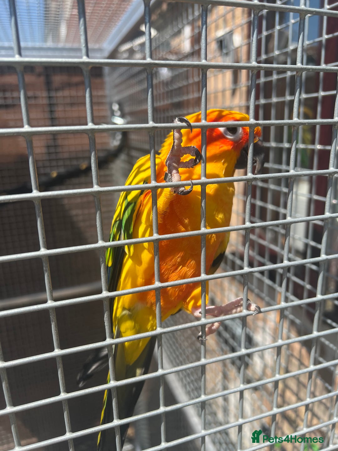 Conures birds for sale: Hand Reared Sun Conure  - Advert 3