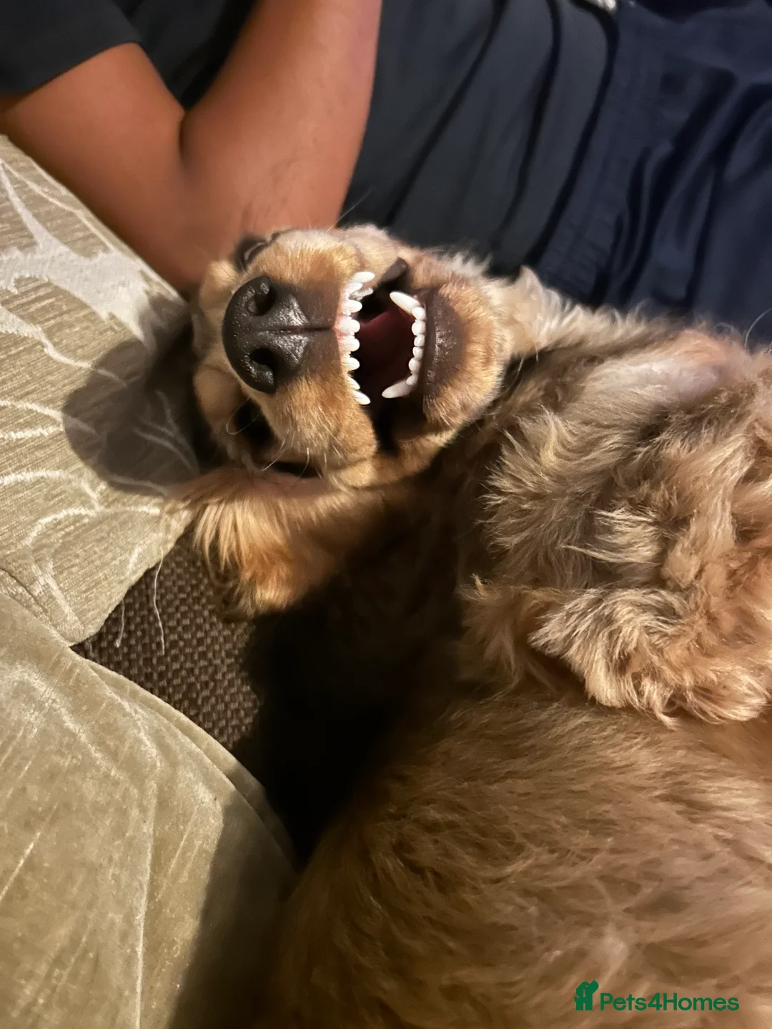 Cocker Spaniel dogs for sale: 9 month old Cocker Spaniel looking for new home.  - Advert 5