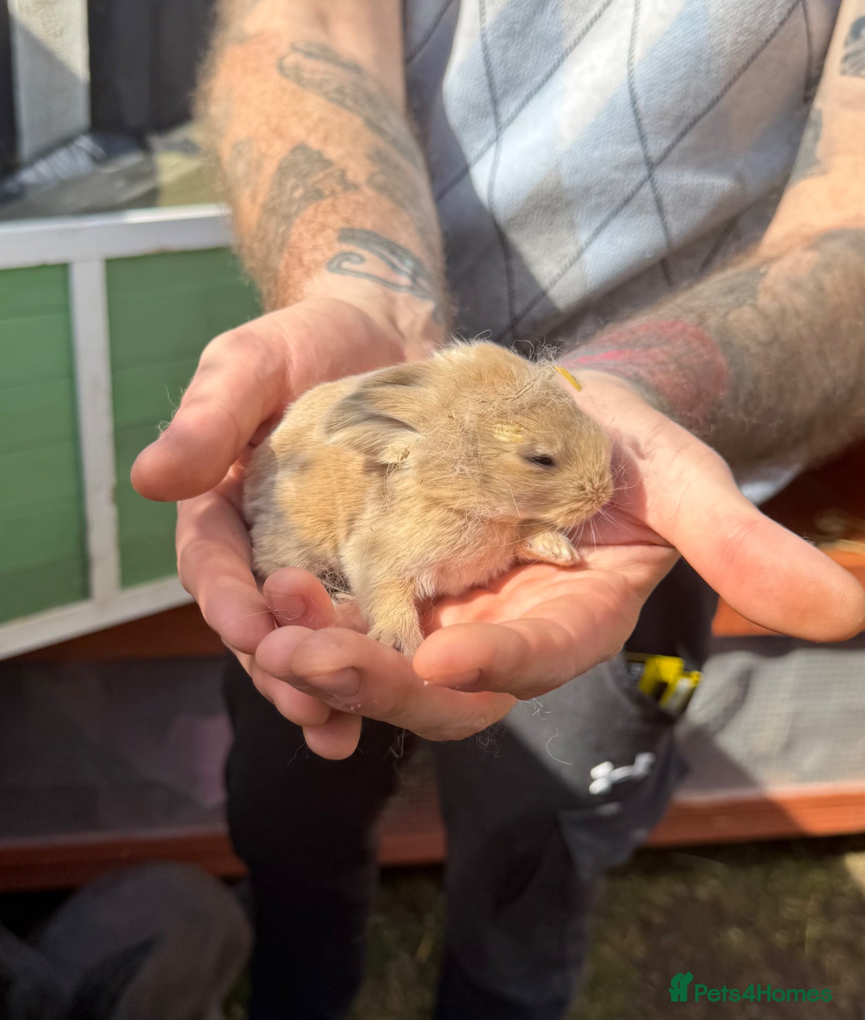 Continental Giant rabbits 9 x Continental Giants 🐰 Mixed Sexes - Advert 1