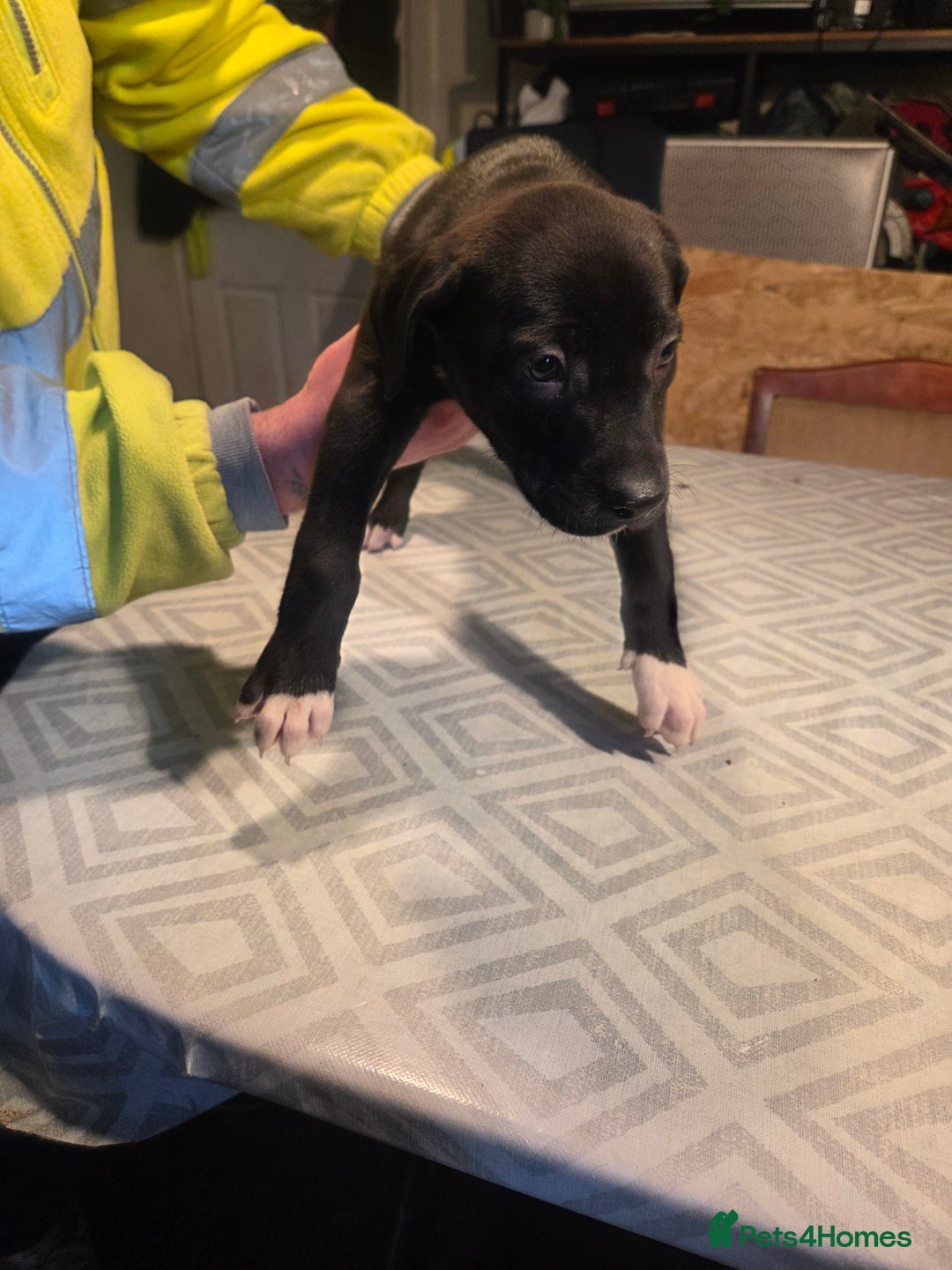 Mixed Breed dogs for sale: Bullcros  - Advert 9