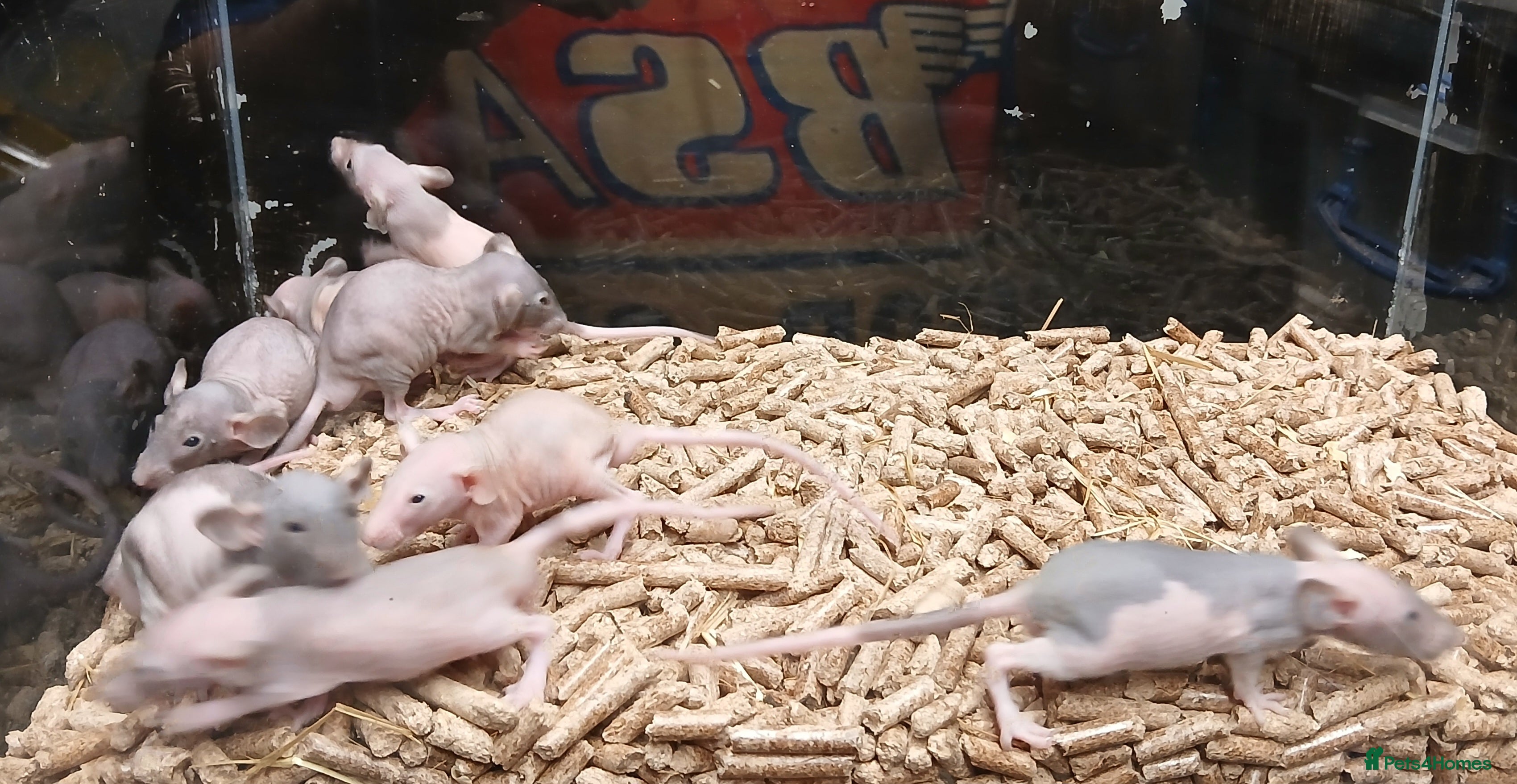 Rat rodents Baby Naked Dumbo Rat's - Advert 3