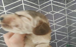 Cocker Spaniel dogs for sale: Show Type Cocker Spaniels Health Tested Parents  - Image 18