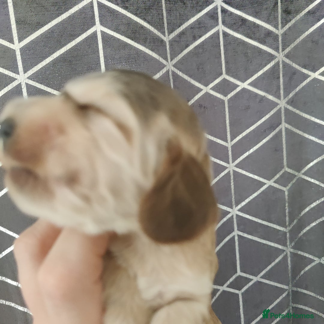Cocker Spaniel dogs for sale: Show Type Cocker Spaniels Health Tested Parents  - Image 18