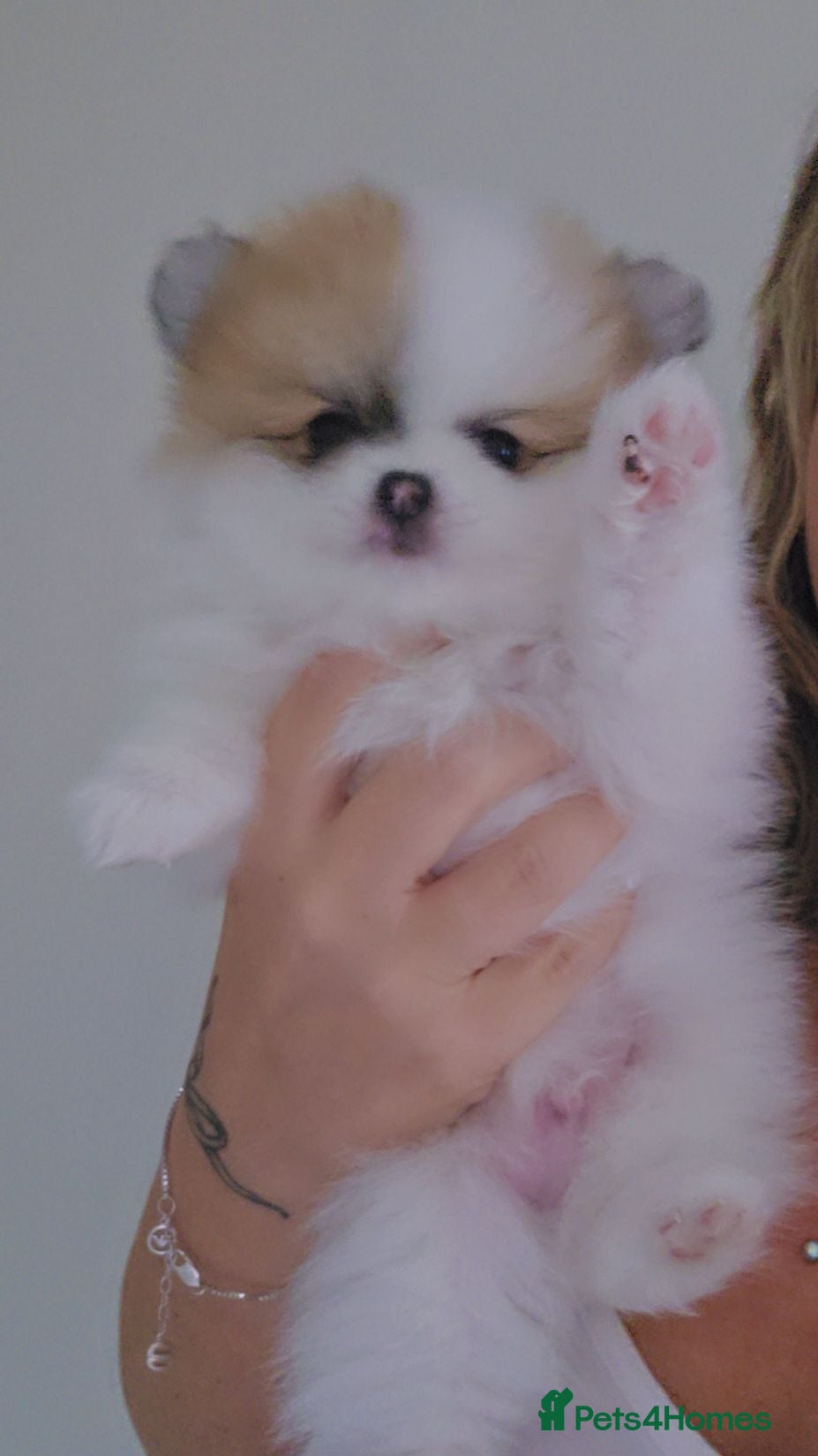 Pomeranian dogs The ultimate fluffball! 🐾  - Advert 1