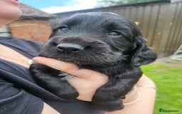 Cocker Spaniel dogs for sale: Beautiful Working Cocker Puppies - Image 10
