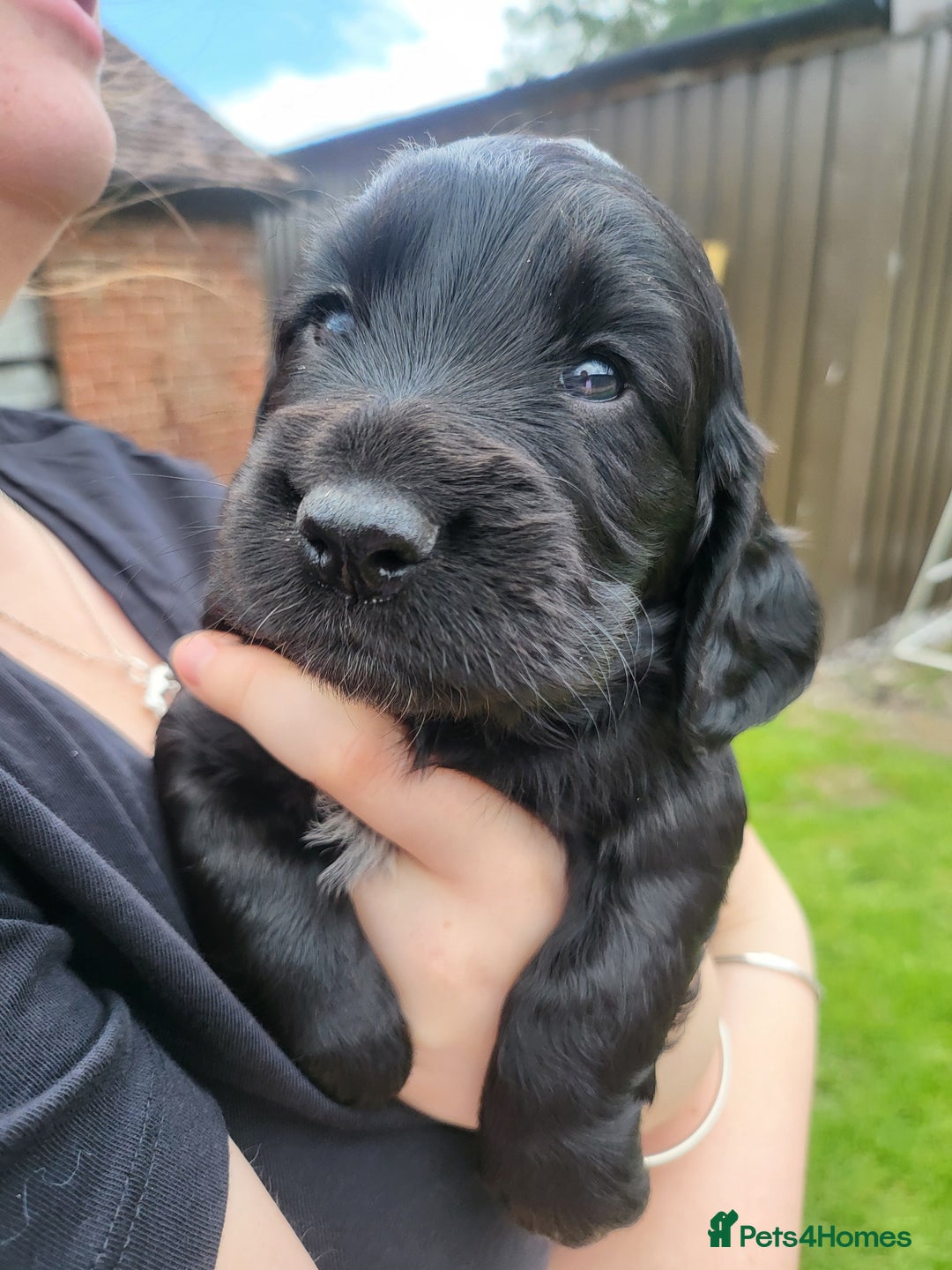 Cocker Spaniel dogs for sale: Beautiful Working Cocker Puppies - Image 10