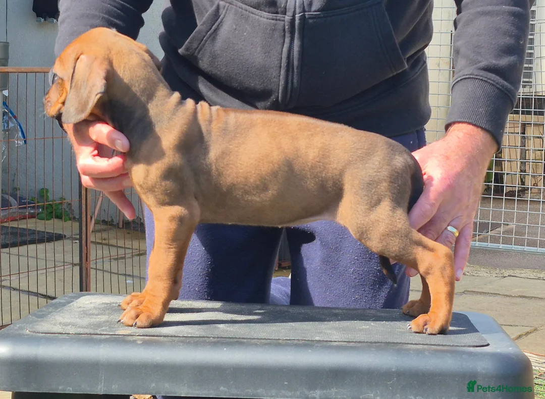 Rhodesian Ridgeback dogs for sale: Rhodesian Ridgeback Puppies - Advert 7