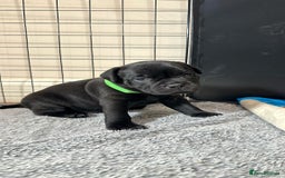 Staffordshire Bull Terrier dogs for sale: Staffy puppies looking for their forever homes - Image 11