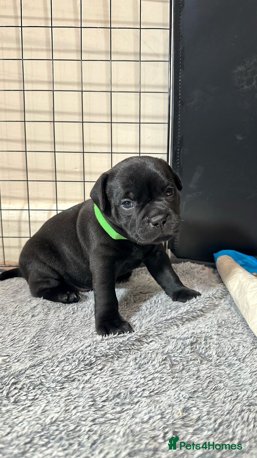 Staffordshire Bull Terrier dogs for sale: Staffy puppies looking for their forever homes - Image 11