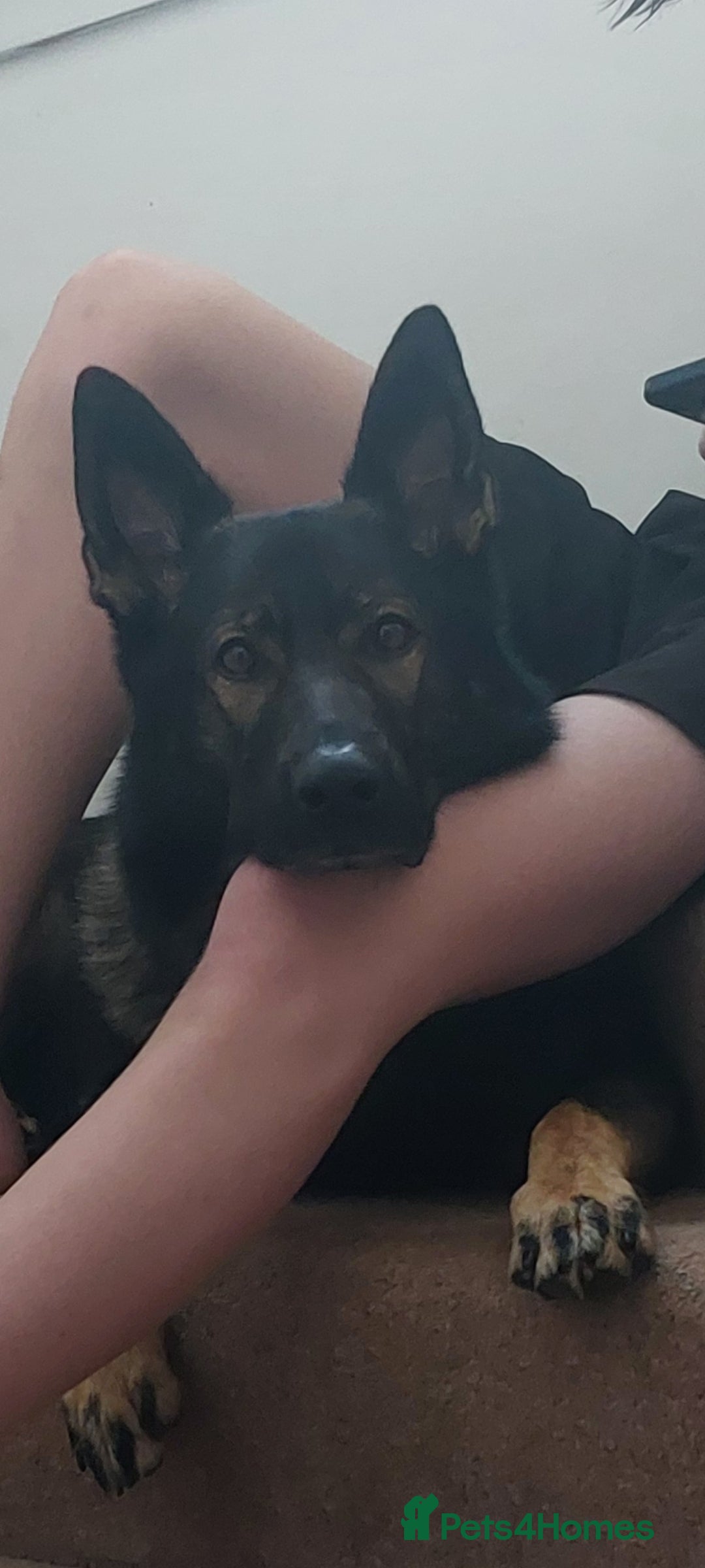 German Shepherd dogs for stud: Stud available, KC Reg, Sable GSD - Advert 2