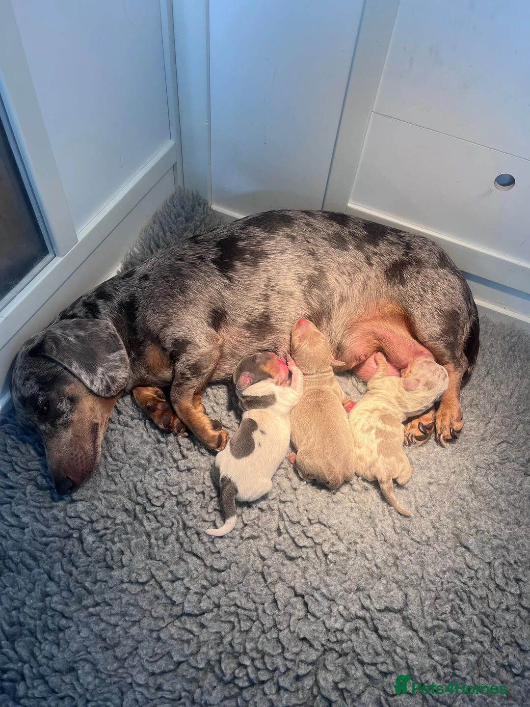 Dachshund dogs for sale: 2 male 8 month old dachshunds. - Advert 2