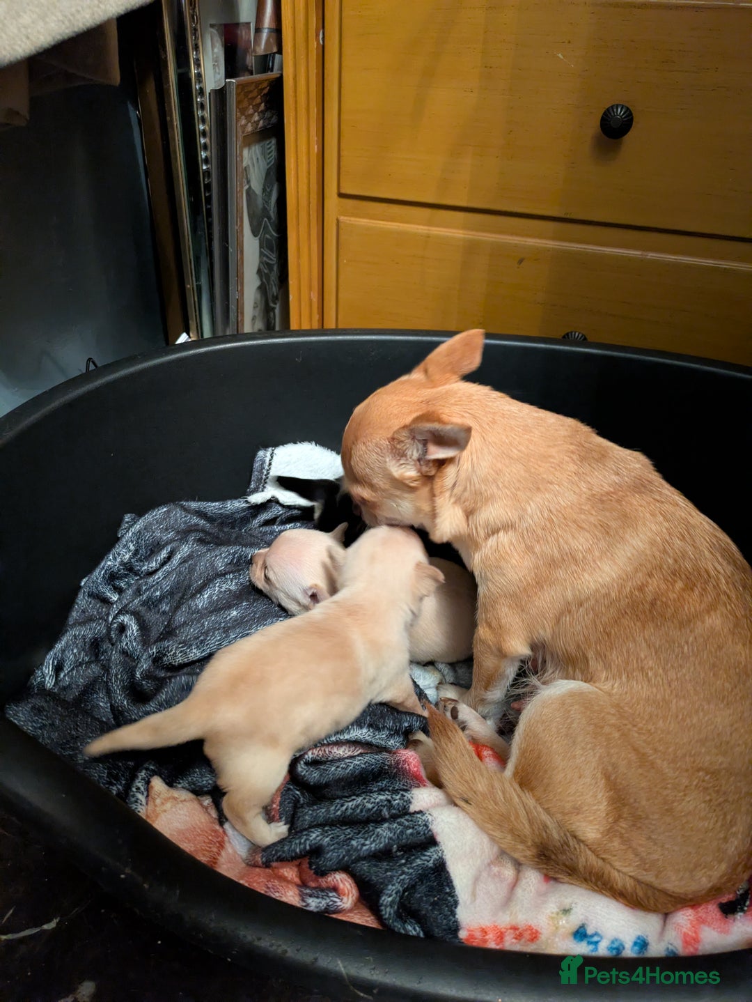 Chihuahua dogs for sale: Chihuahua  - Image 8
