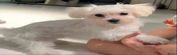 Maltese dogs for sale: Beautiful Maltese Puppy Lola – £750 🐾 - Advert 4
