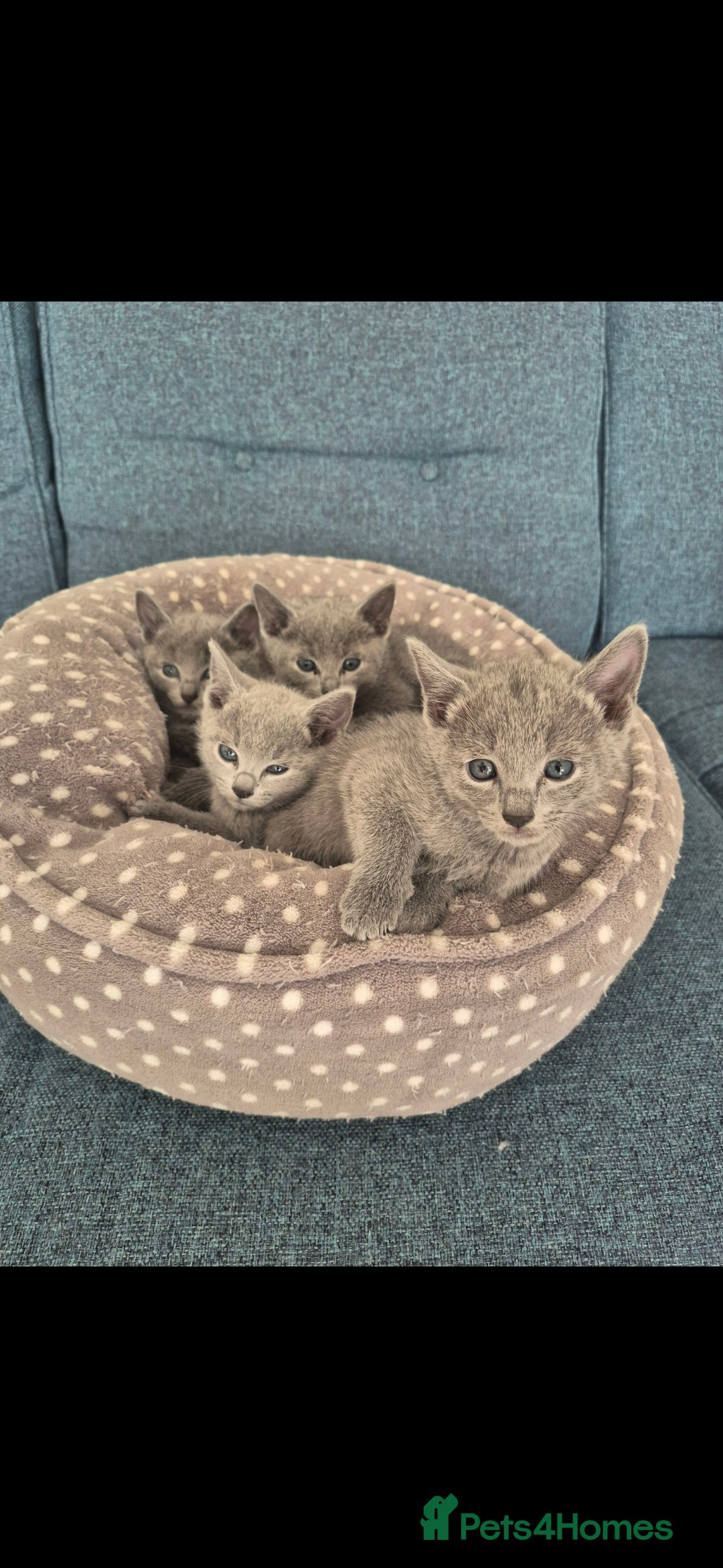 Russian Blue cats 4 Russian Blue Kittens - Advert 8