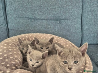 Russian Blue cats 4 Russian Blue Kittens - Advert 1