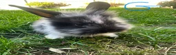 Lionhead rabbits for sale: Lionhead rabbits for sale  - Advert 12