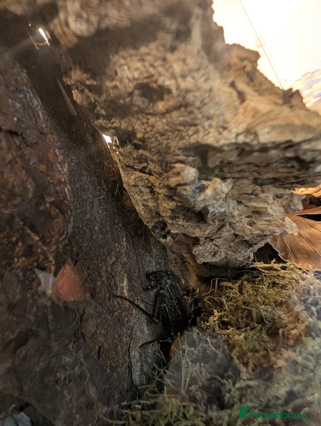 Tarantulas invertebrates for sale: Small Collection of Inverts For Sale  in Market Harborough - Advert 6