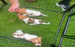 Jack Russell dogs for sale: Gorgeous Jack Russel Puppies  - Image 1