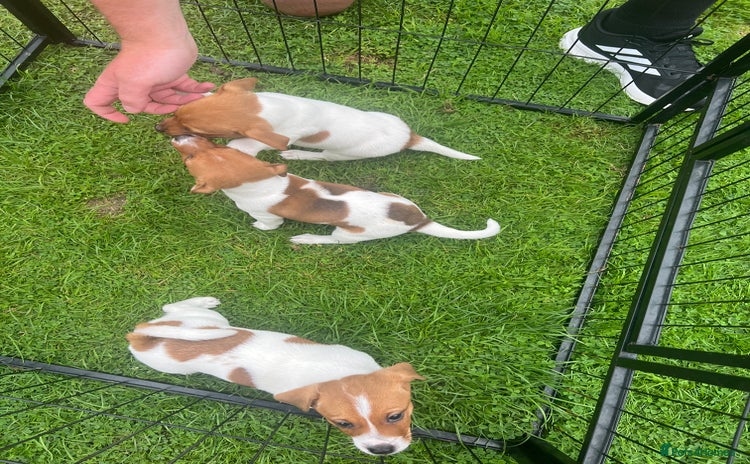 Jack Russell dogs - Advert 1
