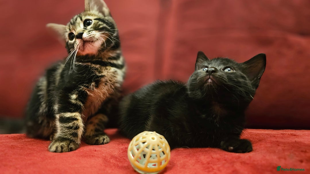 Mixed Breed cats for sale: adorable kittens are looking for a new home - Image 3