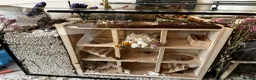 Gerbil rodents for sale: 2 Male Gerbils and Full Tank Set-Up in Walsall - Advert 5