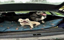 French Bulldog dogs for sale: Looking for a forever home for poppy  - Image 4